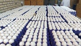 در حال خرید حمایتی تخم مرغ هستیم