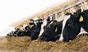 خوداتکایی در تولید گوشت قرمز با مدیریت هوشمند تغذیه

