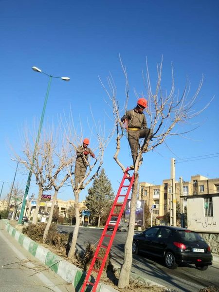 بیش از 22 هزار  اصله درخت در معابر و بوستان های شمال شرق پایتخت هرس شد

