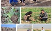 دره شهر در مسیر کشاورزی علمی