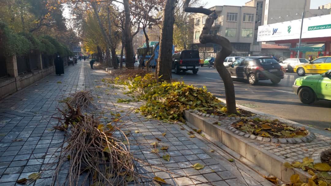 هرس 20هزار درخت درمعابر و بوستان های مرکز شهر تهران آغاز شد
