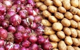 تثبیت قیمت سیب‌زمینی و پیاز در مزارع