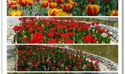 زیبایی بهار با کاشت ۲۰ هزار گل لاله در بوستان‌های منطقه ۴